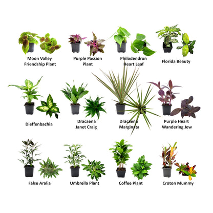 4PK 3'' Pot Live Plant Collection, No Duplicates for up to Four Packs (16 Plants), Live Indoor Houseplants, Live House Plants, Easy to Grow, Indoor Gardening, Home, Office Décor, Gifts