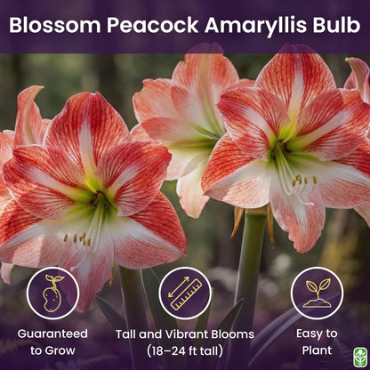 Blossom Peacock Amaryllis Bulb Double White with Red– Large Bulb for Planting, 4-8 Blooms, 16–24" Tall – Elegant Indoor & Outdoor Plant – Low-Maintenance Amaryllis Bulb (Not in Wax)