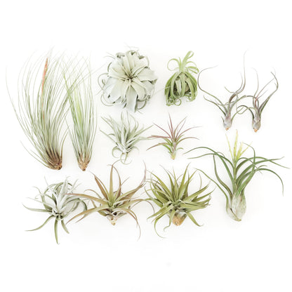 Air Plant Shop 12 Pack Tillandsia Jumbo Variety Pack Air Plants- Wholesale and Bulk - Succulents - Live Tillandsia - Easy Care Indoor and Outdoor House Plants