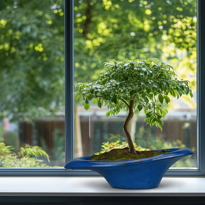 Teagas Bonsai Tree Pot 18 Inch - Ceramic Succulent Pots Large Bonsai Planter for Indoor Outdoor Plants Decorative Plant Pot with Drainage Hole Flower Pot for Home Garden Room Decor Blue