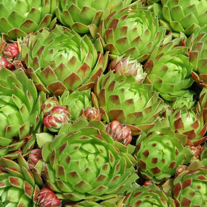 Clovers Garden Hens and Chicks Plants - Two (2) Live Plants – Non-GMO - Not Seeds - Each 4" to 8" Tall – in 4" Inch Pots - Perennial, Kid Friendly Gardening, Heat, Drought Tolerant