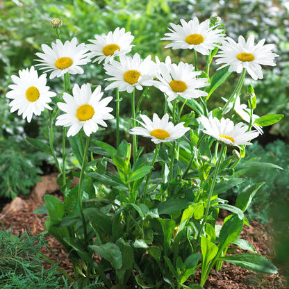 Complete Perennial Pollinator Flower Bulb Garden - 30 Bulbs for 50 Days of Continuous Blooms (Summer Color from July Through October) - Easy to Grow Summer Planting Bulbs by Willard & May