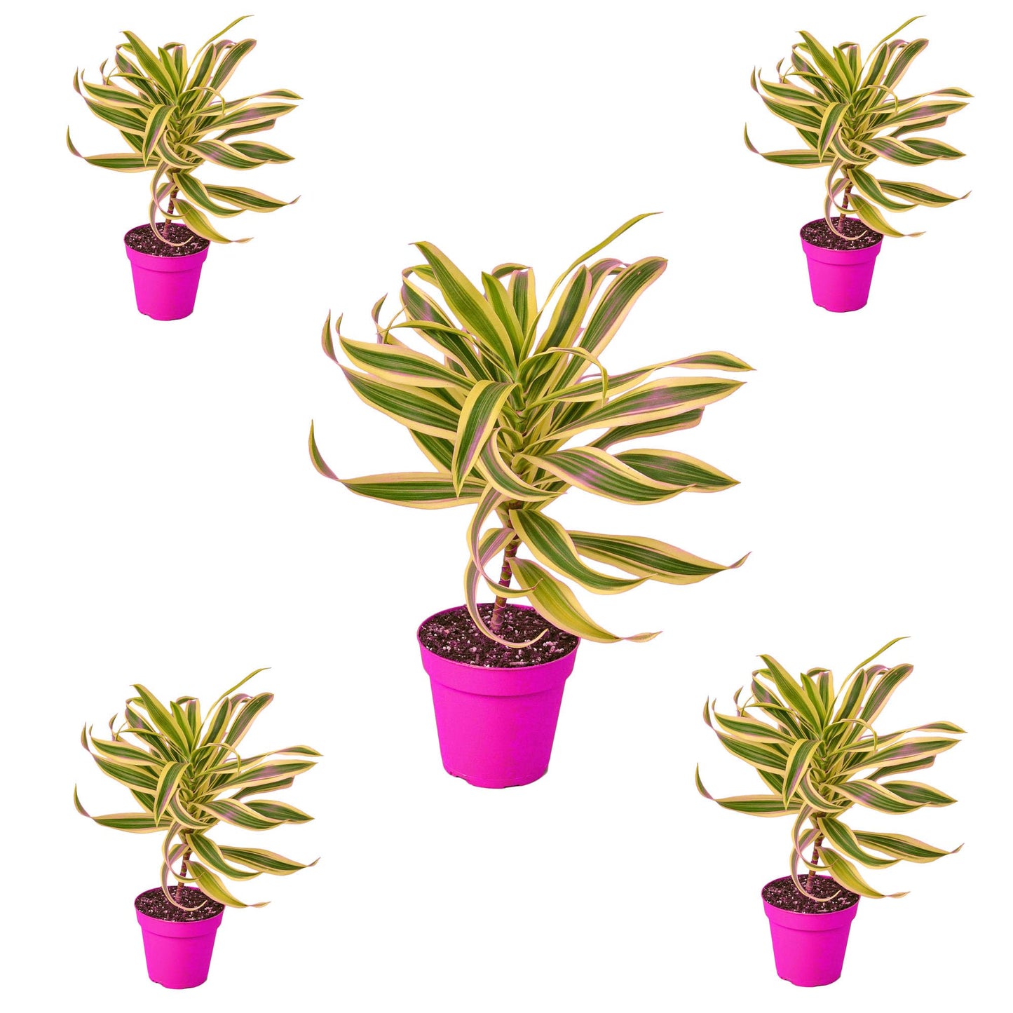 5 Pack Dracaena 'Song of India' in 6in Pot - Live Plants Tropical Houseplants | Variegated | USA Growers | The Snobby Leaf