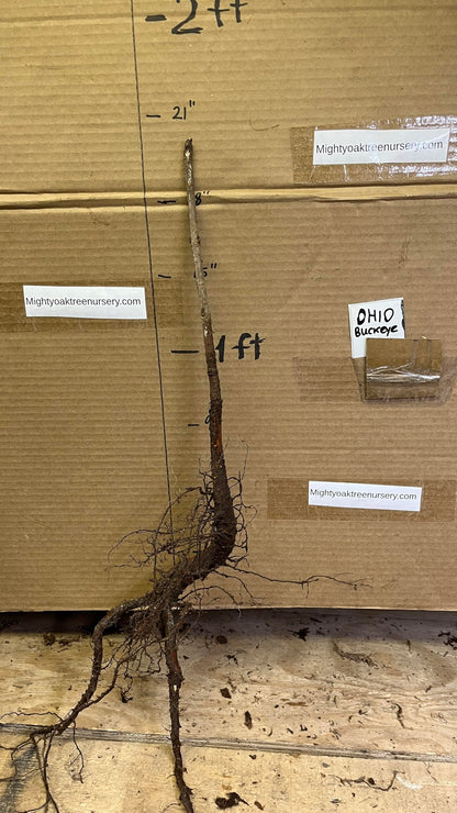 12-14" Tall Ohio Buckeye (Aesculus glabra), Bare Root 2 Year Old Plant