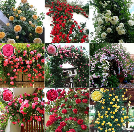 Generic 100pcs Climbing Rose Flower Seeds Mixed