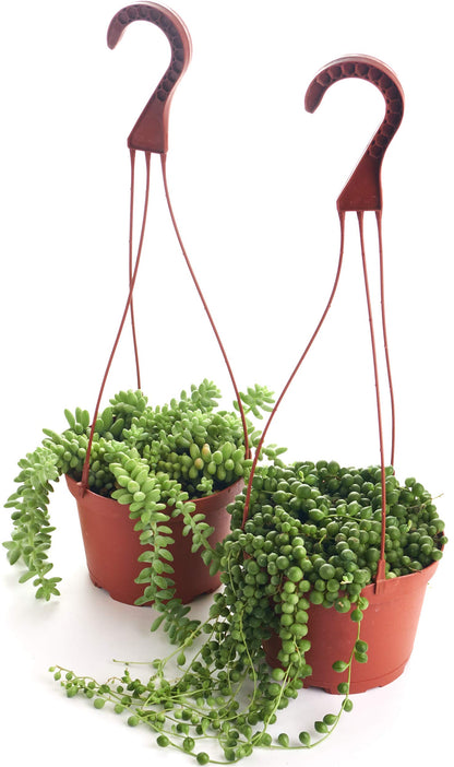 Shop Succulents | Hanging Collection of Live Succulent Plants, Hand Selected String of Pearls & Burrito Sedum Variety | Collection of 2 in 6" Grow Pot