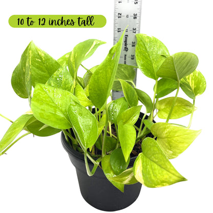 Live Pothos Indoor Houseplants, House Warming Gift, Low Maintenace, Easy to Grow, Air Purifying, Versatile Placement, Gift for Office and Home Decor, 10 to 12 inches Tall