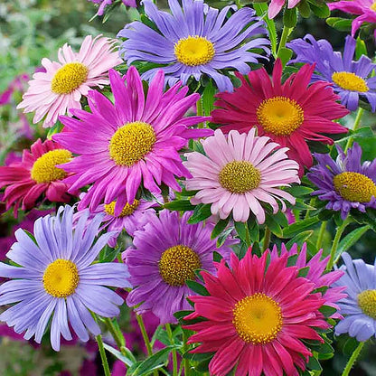 Powderpuff China Aster Mix Seeds - 1000 Seeds