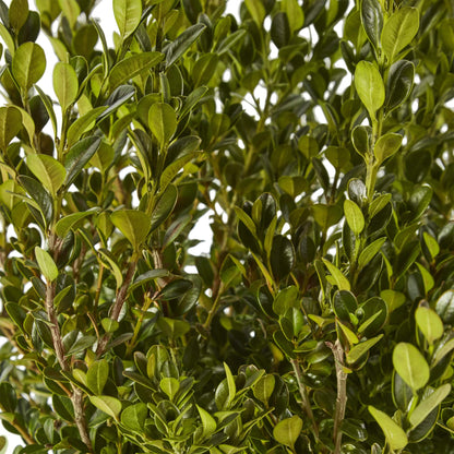 Boxwood Wintergreen, 1 Gallon