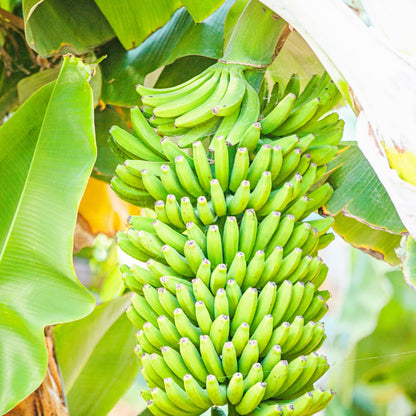 Grand Nain Banana Tree Starter, Live Banana Plant 5 Inches Height Bareroot, Fruit Tree Live Plant