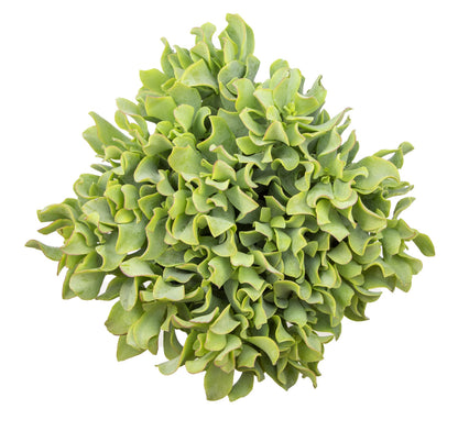 Succulents Plants Live Indoor Plants, Crassula Ripple Jade Live Houseplants, Live Succulents Live Plants Indoor Succulent Plants, Indoor Plant Real Succulents Plants House Plants by Plants for Pets