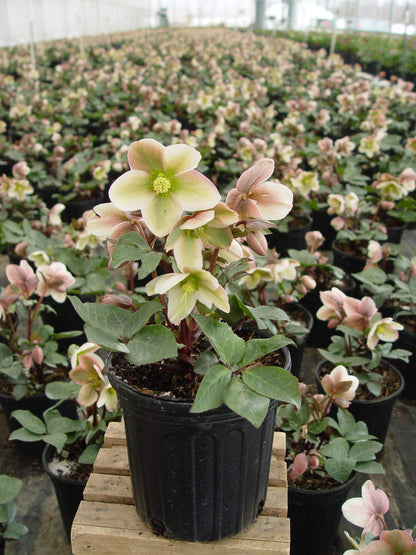 Live Plant Helleborus-X 'Ivory Prince' (Christmas Rose) Walhelivor Perennial, 1-Gallon Potted Plant from Green Promise Farms