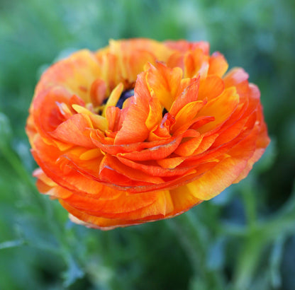 Easy to Grow Ranunculus Tecolote Flamenco 10 Flower Bulbs - Spring Red Orange & Yellow Blooms in Sun, Carlsbad Flower Fields, Great for Cutting