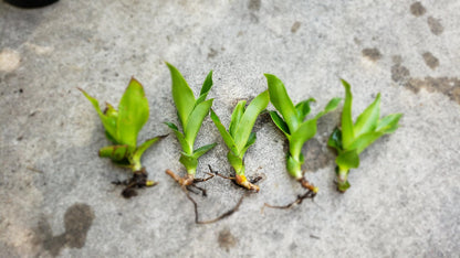 5 Callisia Fragrans, Basket Plant Live Cutting, House Plant Live, 5-7 inches Tall Easy to Plant. in House Plant. Nice Green in desks..Friends to Animal Easily to take Care.