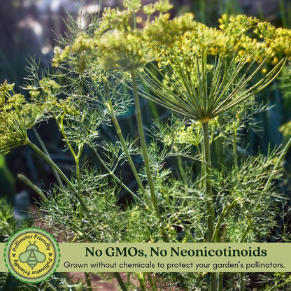 Clovers Garden Two (2) Large Live Orion Fennel Plants, Big, Healthy, Ready to Grow, Premium Plants, 4" to 8" Tall, in 4" Pots, Non GMO, No Neonicotinoids, Edible Garden, Culinary Favorite