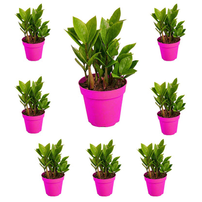 8 Pack Zamioculcas Zamiifolia ZZ in 4in Pot - Live Plants Tropical Houseplants | Variegated | USA Growers | The Snobby Leaf