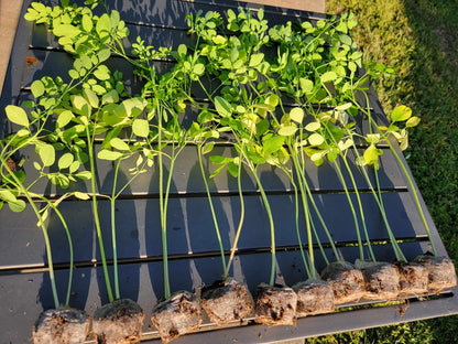 Moringa Tree Live 1 Moringa Plant with Free Moringa Seeds. Drumstick Tree - Miracle Tree - Malunggay - Easy to Grow - Herb - Vegetable - Nutrient-Dense