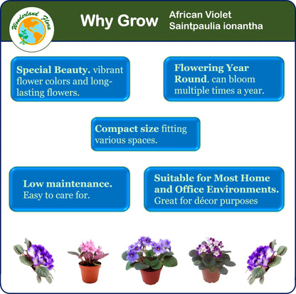 2-PK of African Violets (2 Count), Saintpaulia ionantha, Colors May Vary but All Different, Live Plant, Indoor Plants, House Plants, Holiday Gifts, 4-inch Pots