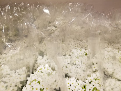 Gifts In Bloom Live White Kalanchoe 4 Inch Plant