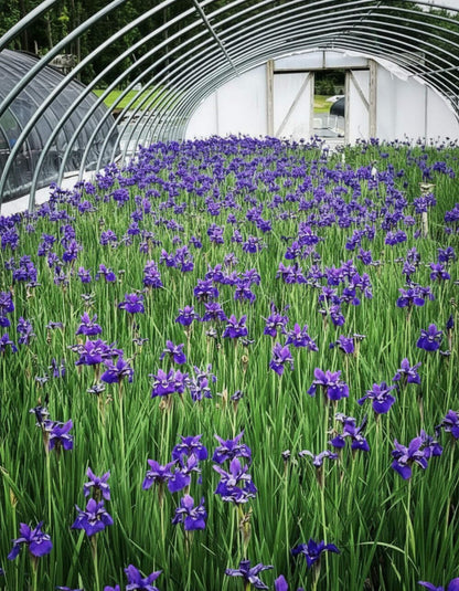 Perennial Farm Marketplace Iris s. 'Caesar's Brother' (Siberian) Perennial, Size-#1 Container, Deep Blue-Violet Flowers