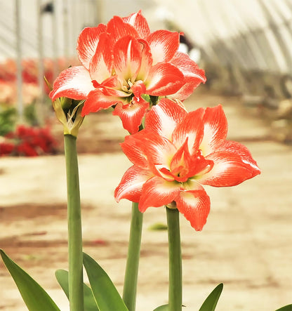 Amaryllis 'China Star' stuns with its Striking red-Orange Petals Edged in White, Creating a Bold and Elegant Contrast. Double Amaryllis Amaryllis 'China Star' 28-39 cm. Bare Root Bulb.
