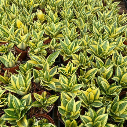 4" Live Snake Plants, Easy Care Houseplant for Home and Office Decor, Great Gift for Housewarming, Birthday, Thanksgiving