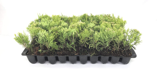 Sea Green Juniper - 3 Live Plants - Juniperus Chinensis - Hardy Evergreen Privacy Screen