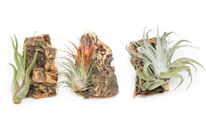 3 Small Chunk Natural Cork Bark DIY Kit with Three Assorted Air Plants, Glue and Hook - Live Tillandsia Succulent House Plant - Wholesale and Bulk - Easy Care Indoor and Outdoor Plants