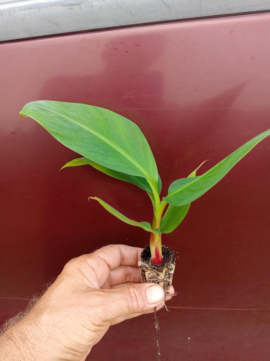Cuban Red Banana Tree - Red Dacca Banana Live Plant - Live Starter Fruit Tree - Red Banana Tree Plant - Banana Tree Live