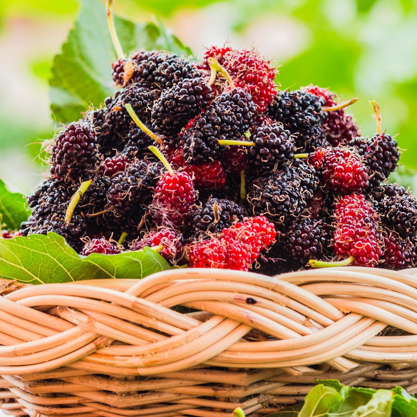 Dwarf Everbearing Mulberry Tree Live Plant Well-Rooted, Berry Seedlings Mulberries Fruit Edible, Outdoor Planting, 4-8 Inc Tall, No Pot