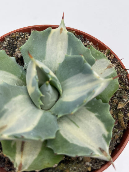 BubbleBlooms Agave Potatorum, 3 inch, Variegated Rare Agave Aloe Cactus