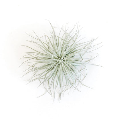 Jumbo Tectorum Ecuador Air Plant - Live Tillandsia Succulent House Plants - Available in Wholesale and Bulk - Home and Garden Decor - Easy Care Indoor/Outdoor Air Plants