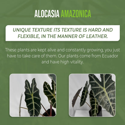 LEAL PLANTS ECUADOR Alocasia Amazonica| Elephant Ear Plant| African Mask Live Green House Plant