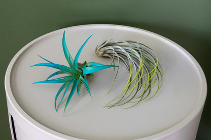 Colorful Mini Tillandsia Xerographica Air Plants in Custom Vibrant Tones - (Frost, Pack of 3)