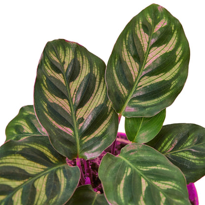 4 Pack Calathea 'Makoyana' in 6in Pot - Live Tropical Houseplant - Easy to Grow | Air Purifying | Pet Friendly | Variegated | USA Growers | The Snobby Leaf