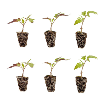Bonnie Plants Husky Red Cherry Tomato Plugs, Live Plants, Ideal for Containers, Raised Beds, and In-Ground Gardens, Sweet Cherry Tomato Good for Fresh Eating and Cooking, 3 Cubic in., 6-Pack