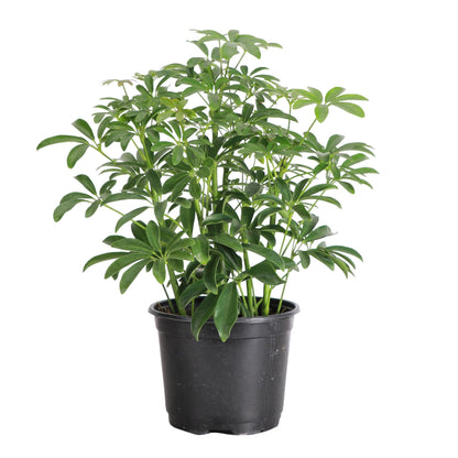 Thorsen's Greenhouse Live Arboricola Umbrella Tree Plant, Schefflera Arboricola, Natural Air Purifier, Easy to Grow, Live Indoor Houseplant, 6-inch Diameter (Growers Pot (6" Pot))