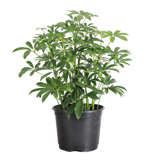 Thorsen's Greenhouse Live Arboricola Umbrella Tree Plant, Schefflera Arboricola, Natural Air Purifier, Easy to Grow, Live Indoor Houseplant, 6-inch Diameter (Growers Pot (6" Pot))