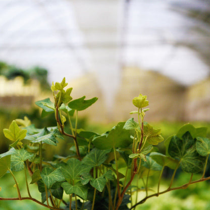 Green English Ivy - 5 Live Plants in 6 Inch Pots - Hedera Helix - Beautiful Easy Care Indoor Air Purifying Houseplant Vine