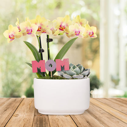 Green Circle Growers 4" Yellow Orchid and Succulent Duo in White Pot with Mom Pick, Indoor Live Plants, House Plant
