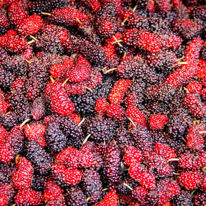 Mulberry Tree Live Plant, Mulberry Plant Seedlings from 6 to 8 Inch Tall, Sweet and Edible Mulberries for Patio and Garden (Red)