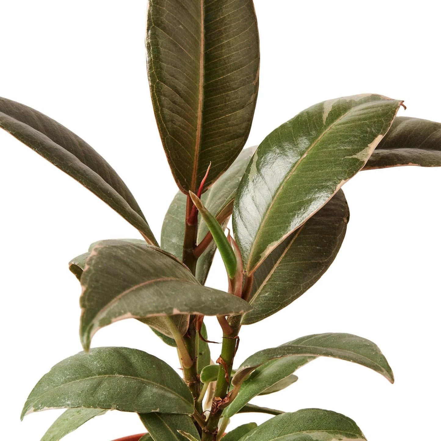 Ficus Elastica 'Tineke' | Live Plant for Indoor & Outdoor | for Living Room, Office, Bathroom | (6" Pot)