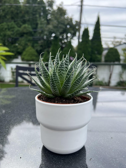 Aloe Aristata "Lace Aloe" Live Plant - Unique Houseplants for Easy Indoor Gardens & Home Decor Gifts - Potted Tiny Houseplants 4" inch White Pot Included