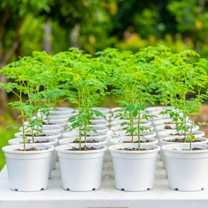 Sets 2 Live Malunggay Moringa Plants in One Pot for Planting, Oleifera Drumstick Horseradish Plants Live, 6 to 8 Inc Tall, Well-Rooted