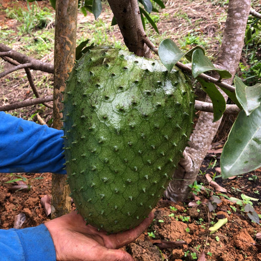 Soursop (ANNONA MURICATA) Live Fruit Tree 1'- 2' feet -TropicalPlantae-
