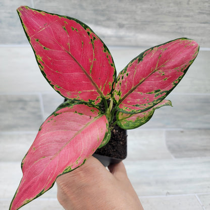 Aglaonema Wishes Pink Lady Valentine, Chinese Evergreen Live Rare House Plants All Plants are Fully Rooted Plants in 4 inch Pot by 3exoticgreen