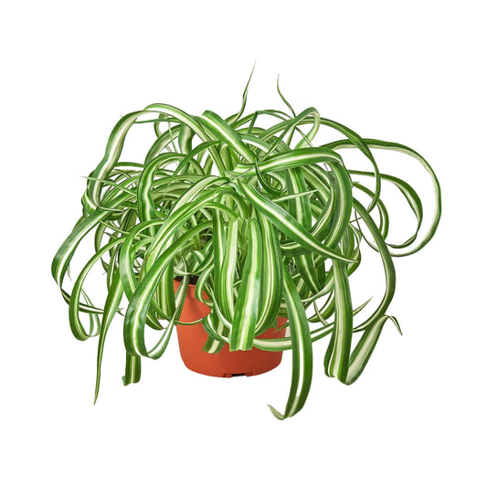 HOUSE PLANT SHOP | Spider Plant 'Bonnie' - 6" Pot | Live Indoor Plant | Easy to Care | Natural Décor Plant | Great Gifts| Free Care Guide