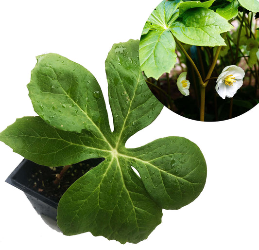 Mayapple Plant (Podophyllum peltatum) 2.5 inch Pot - Organic - American Mandrake, Devil's Apple, Duck's Foot, Hog Apple, Indian Apple, Mandrake, May Apple, May-Apple, Raccoonberry, Umbrella Leaf