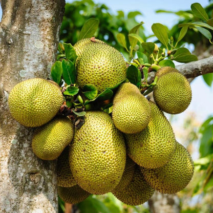 Jackfruit Tree Live Plant, 6-10 Inch Tall Jackfruit Tree in 4 Inch Pot, Hardy Tropical Fruit Trees Starter Plant Potted for Outdoors Garden
