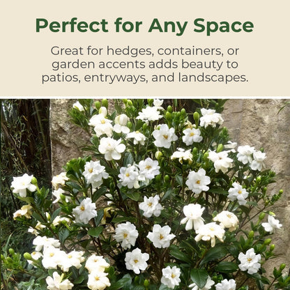 Buttons Gardenia Shrub - Live Fragrant Shrub with White Double Blooms in 2.25 gal Pot - Grows Up to 2' Tall - Ideal for Gardens, Patios & Indoor Use (1 Pack)